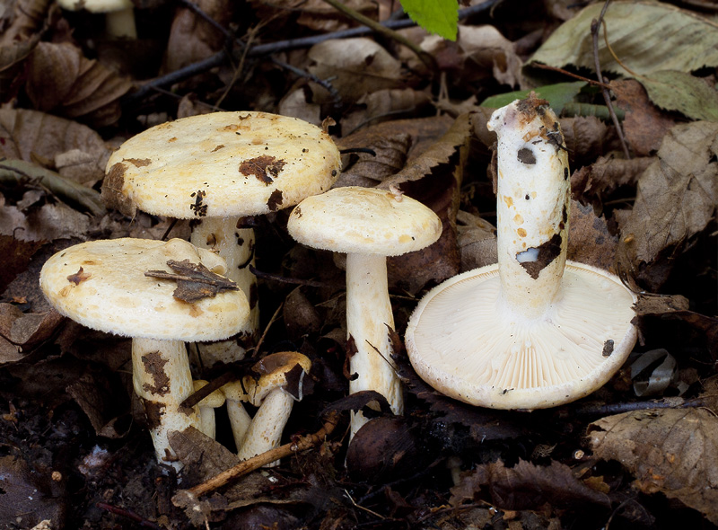 Lactarius flavidus